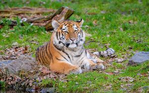 Preview wallpaper siberian tiger, pose, grass, predator, big cat