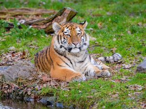 Preview wallpaper siberian tiger, pose, grass, predator, big cat