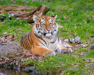 Preview wallpaper siberian tiger, pose, grass, predator, big cat