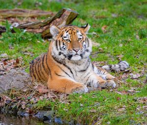 Preview wallpaper siberian tiger, pose, grass, predator, big cat