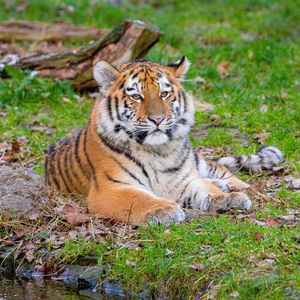 Preview wallpaper siberian tiger, pose, grass, predator, big cat