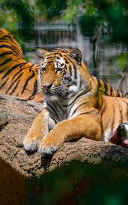 Preview wallpaper siberian tiger, pose, paws, predator, big cat