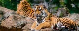 Preview wallpaper siberian tiger, pose, paws, predator, big cat