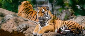 Preview wallpaper siberian tiger, pose, paws, predator, big cat