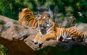 Preview wallpaper siberian tiger, pose, paws, predator, big cat