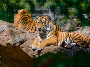 Preview wallpaper siberian tiger, pose, paws, predator, big cat