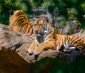 Preview wallpaper siberian tiger, pose, paws, predator, big cat
