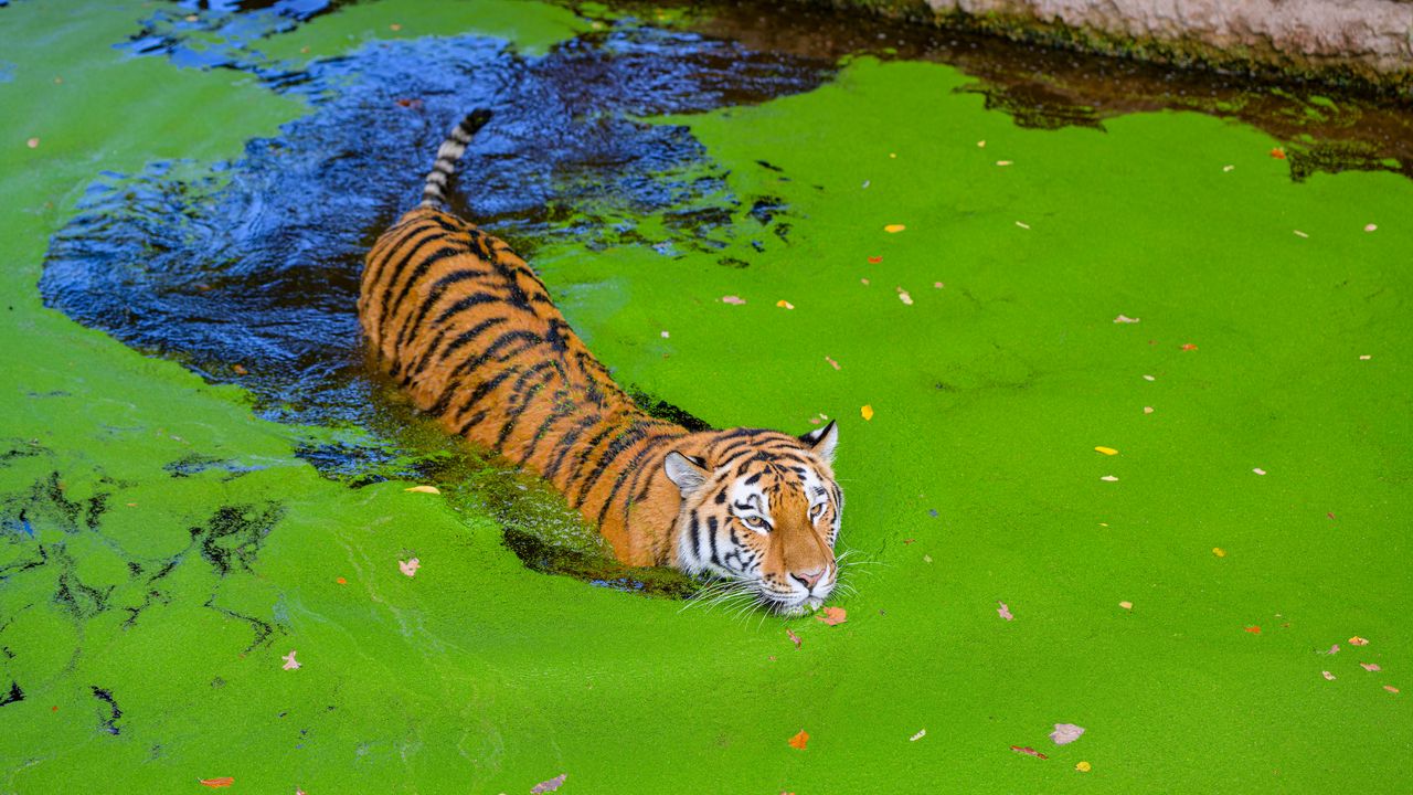 Wallpaper siberian tiger, predator, big cat, pond