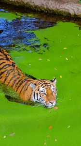 Preview wallpaper siberian tiger, predator, big cat, pond