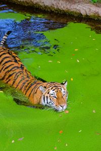 Preview wallpaper siberian tiger, predator, big cat, pond