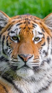 Preview wallpaper siberian tiger, predator, big cat, animal