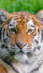 Preview wallpaper siberian tiger, predator, big cat, animal