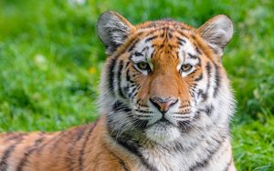 Preview wallpaper siberian tiger, predator, big cat, animal