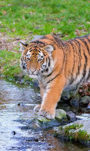 Preview wallpaper siberian tiger, predator, big cat, animal, stream