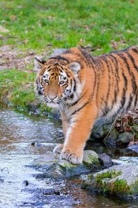 Preview wallpaper siberian tiger, predator, big cat, animal, stream