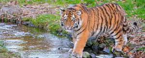 Preview wallpaper siberian tiger, predator, big cat, animal, stream