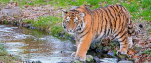 Preview wallpaper siberian tiger, predator, big cat, animal, stream