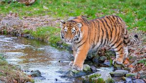 Preview wallpaper siberian tiger, predator, big cat, animal, stream