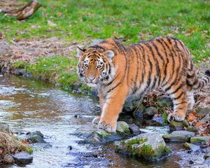 Preview wallpaper siberian tiger, predator, big cat, animal, stream