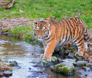 Preview wallpaper siberian tiger, predator, big cat, animal, stream