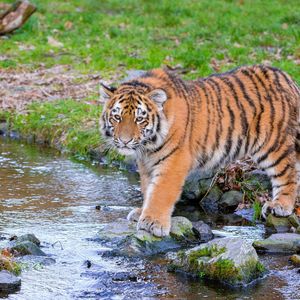 Preview wallpaper siberian tiger, predator, big cat, animal, stream