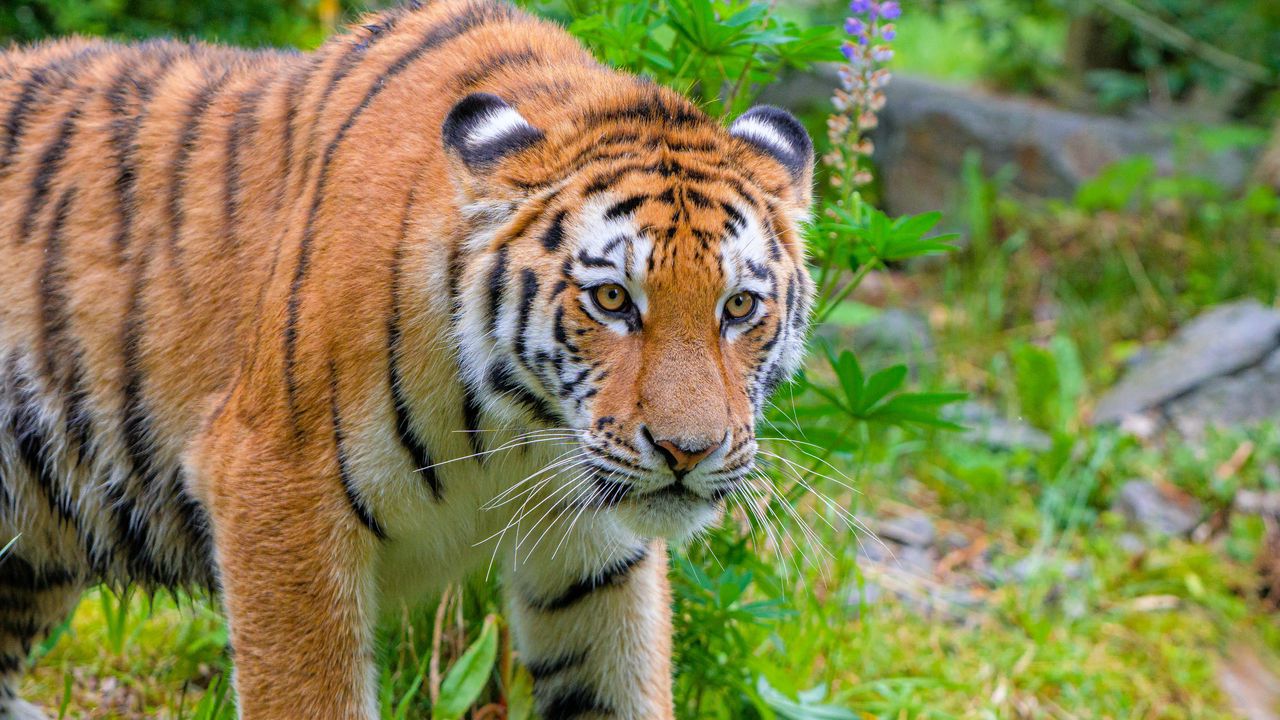 Wallpaper siberian tiger, predator, big cat, wild nature