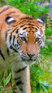Preview wallpaper siberian tiger, predator, big cat, wild nature