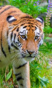 Preview wallpaper siberian tiger, predator, big cat, wild nature