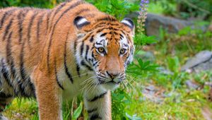 Preview wallpaper siberian tiger, predator, big cat, wild nature