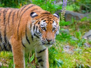 Preview wallpaper siberian tiger, predator, big cat, wild nature