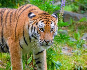 Preview wallpaper siberian tiger, predator, big cat, wild nature