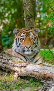 Preview wallpaper siberian tiger, predator, big cat, tree