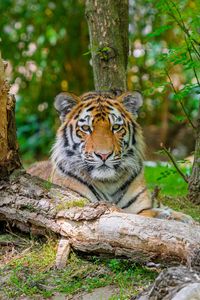 Preview wallpaper siberian tiger, predator, big cat, tree