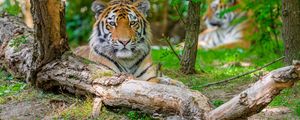 Preview wallpaper siberian tiger, predator, big cat, tree