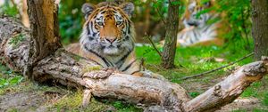 Preview wallpaper siberian tiger, predator, big cat, tree