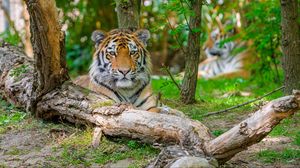 Preview wallpaper siberian tiger, predator, big cat, tree