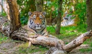 Preview wallpaper siberian tiger, predator, big cat, tree