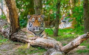 Preview wallpaper siberian tiger, predator, big cat, tree