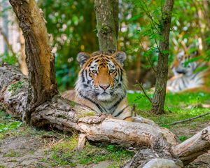 Preview wallpaper siberian tiger, predator, big cat, tree