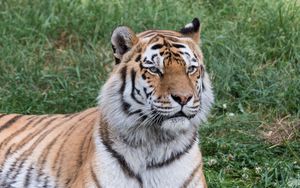 Preview wallpaper siberian tiger, predator, big cat, grass