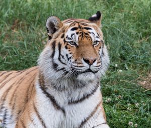 Preview wallpaper siberian tiger, predator, big cat, grass