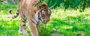 Preview wallpaper siberian tiger, predator, big cat, paw, grass