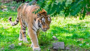 Preview wallpaper siberian tiger, predator, big cat, paw, grass