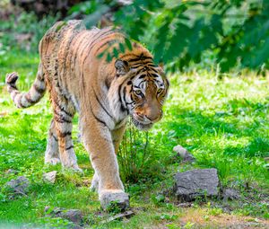 Preview wallpaper siberian tiger, predator, big cat, paw, grass
