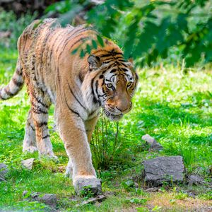 Preview wallpaper siberian tiger, predator, big cat, paw, grass