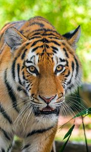 Preview wallpaper siberian tiger, predator, big cat, eyes