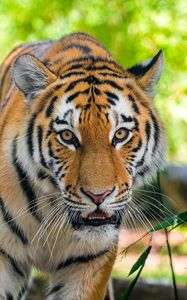 Preview wallpaper siberian tiger, predator, big cat, eyes