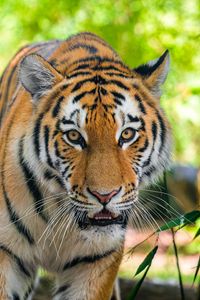 Preview wallpaper siberian tiger, predator, big cat, eyes