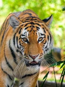 Preview wallpaper siberian tiger, predator, big cat, eyes