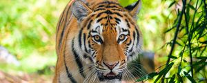 Preview wallpaper siberian tiger, predator, big cat, eyes